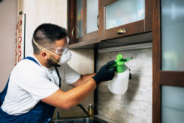 Best Emergency Pest Control  in East Hazel Crest, IL