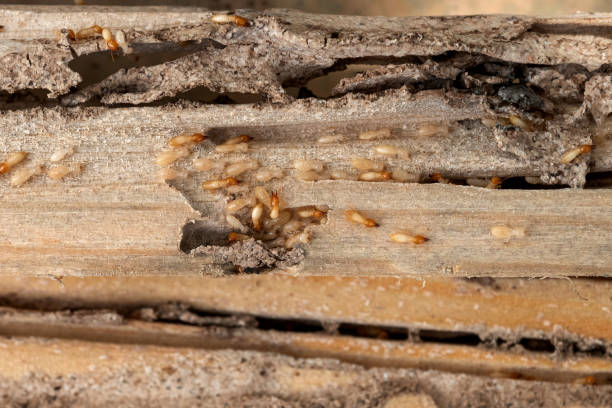Best Pest Prevention Services  in East Hazel Crest, IL