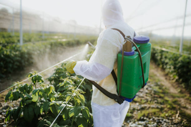 Best Emergency Pest Control  in East Hazel Crest, IL